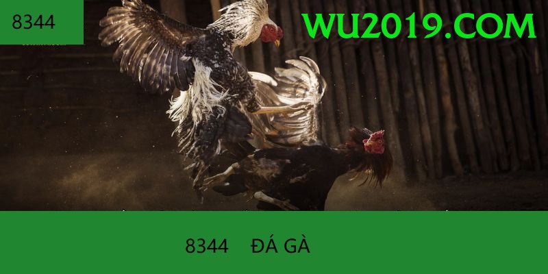 Đá Gà Trực Tiếp - dk88
