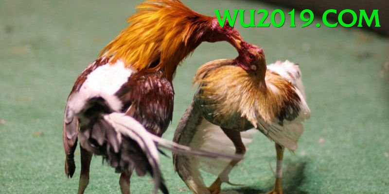 Đá Gà Trực Tiếp - Trải nghiệm tuyệt vời