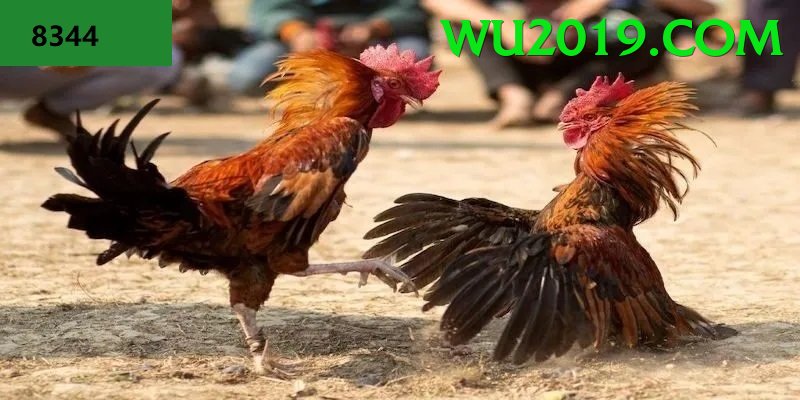 Đá Gà Trực Tiếp - Ưu đãi đặc biệt